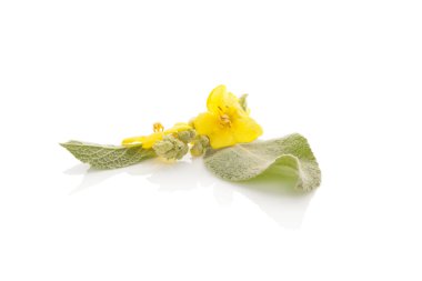 Verbascum, ortak sığırkuyruğu.