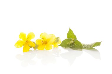 Verbascum, ortak sığırkuyruğu.
