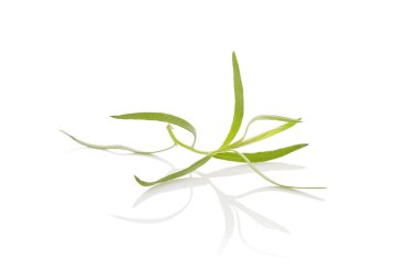 Estragon. Artemisia dracunculus