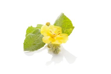 Verbascum, ortak sığırkuyruğu.