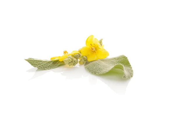 Verbascum, mullein comum . — Fotografia de Stock