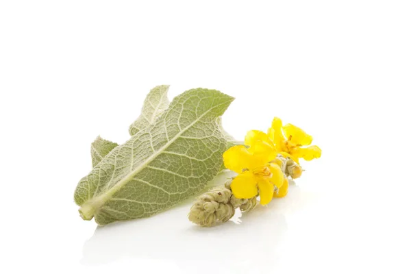 Verbascum, vanligt kungsljus. — Stockfoto