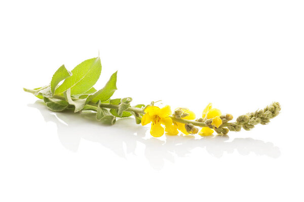 Verbascum, common mullein.