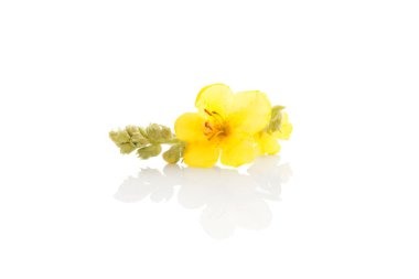 Verbascum, ortak sığırkuyruğu.