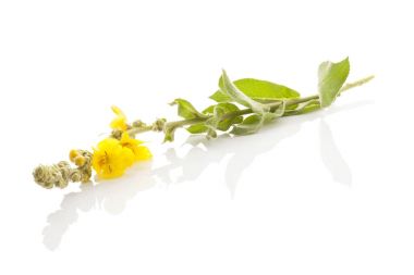 Verbascum, ortak sığırkuyruğu.
