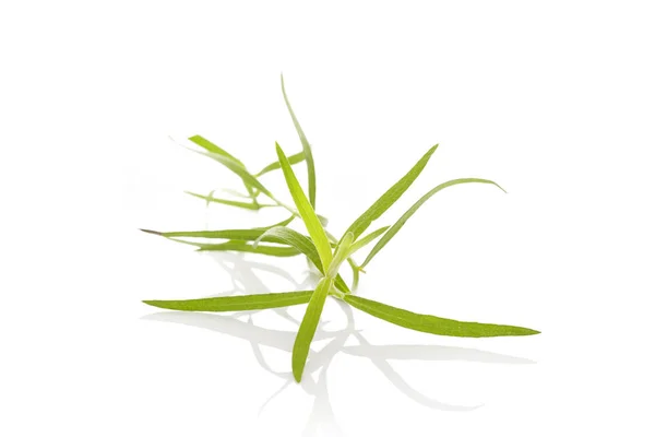 Estragon. Artemisia dracunculus — Stock Photo, Image