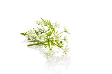 vahşi Frenk maydanozu bitki