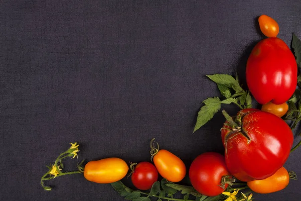 Tomates vermelhos e amarelos. — Fotografia de Stock