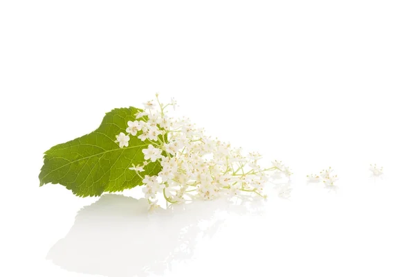 Flor de sabugueiro floresce com reflexão — Fotografia de Stock