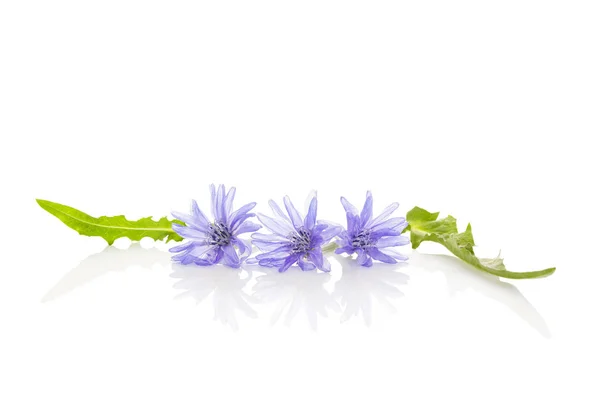 Cicoria comune fiore isolato . — Foto Stock