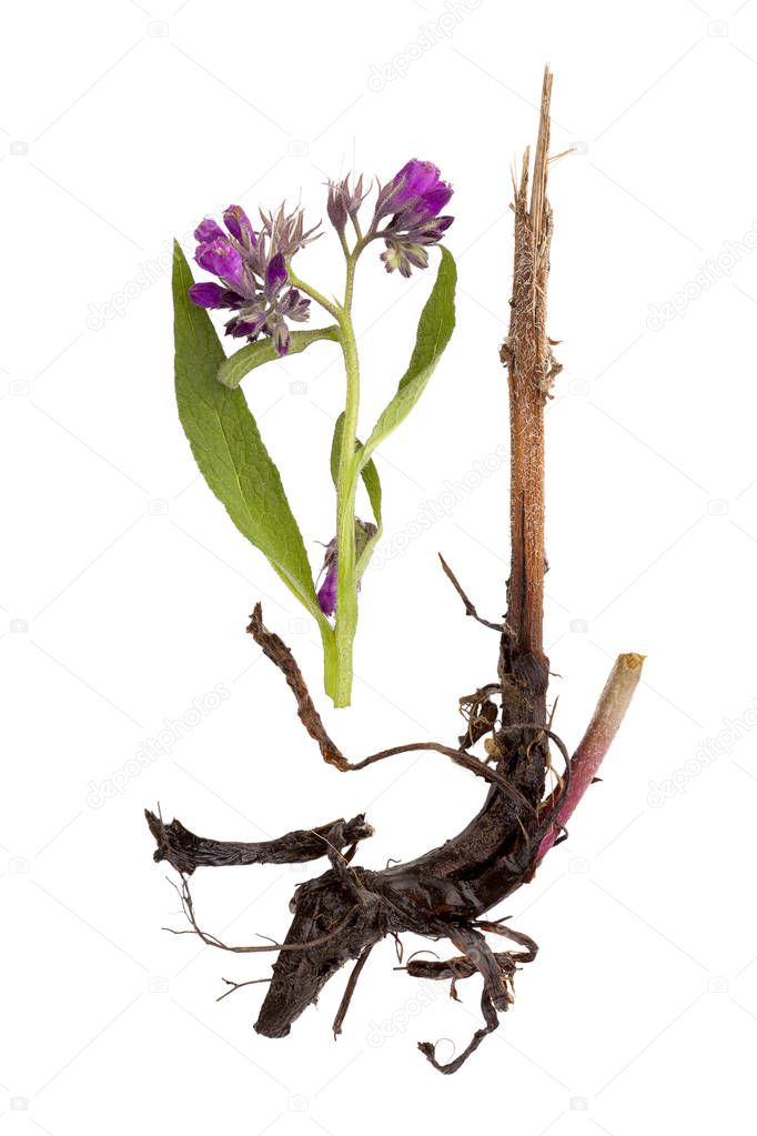 Comfrey flower with root isolated.