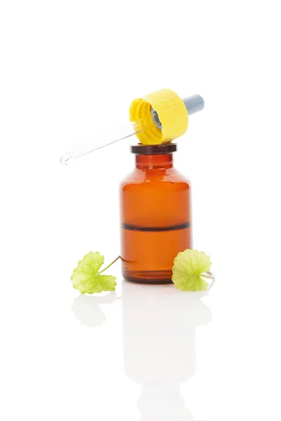 Green Asiatic Pennywort in medicine dropper. — Stock Photo, Image