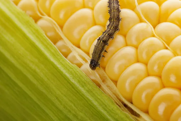 Gusano sobre maíz orgánico . — Foto de Stock