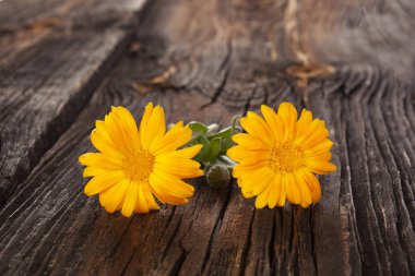 Sağlıklı calendula çiçekler
