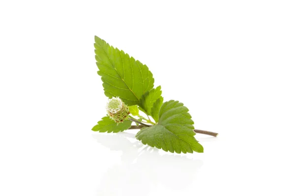 Natürlicher Zucker. aztekisches Süßkraut. — Stockfoto