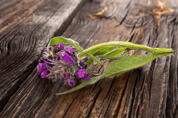 Υγιή Comfrey βότανο — Φωτογραφία Αρχείου