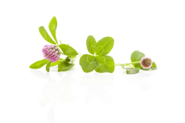 Clover isolerade. — Stockfoto