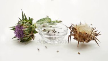 Cam kasede düşen kuru ve taze süt thistle tohumları. Süt thistle çiçek ve tohum. Beyaz arka plan üzerinde izole