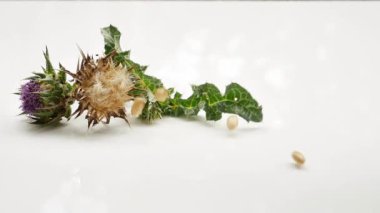 Beyaz yüzeye düşen süt thistle hapları. Süt thistle bitki ve ilaçlar. Beyaz arka plan üzerinde izole.