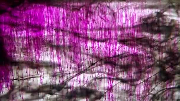 Colori Inchiostro Nero Viola Acqua Rotolamento Rallentatore Meditativo Calmante Duotoni — Video Stock