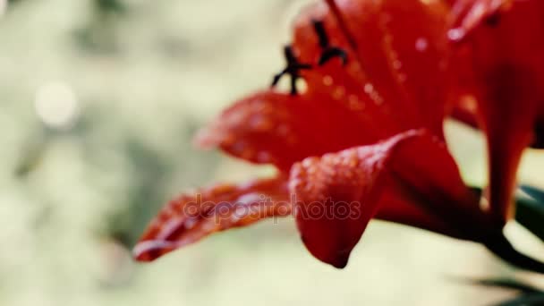 Hippeastrum vörös virág után eső. Természetes szépség. Vízcseppek a virág közelről. Részletek. 
