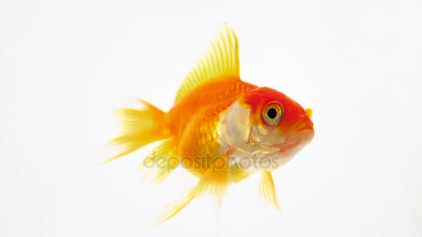 Goldfish Swimming Clean Water — Stock Video