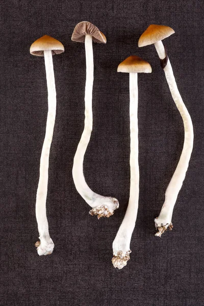 Fresh psilocybin mushrooms. — Stock Photo, Image