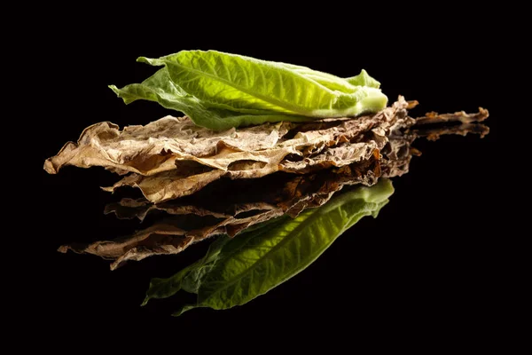 Свежие и сухие табачные листья . — стоковое фото