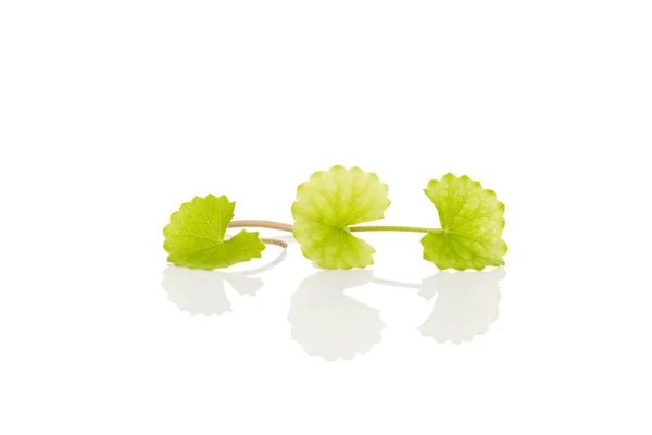 Gotu kola leaves isolated on white background — Stock Photo, Image