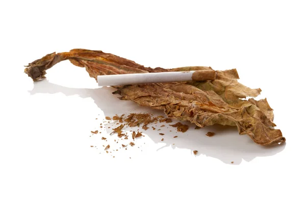 Feuilles de tabac séchées à la cigarette — Photo