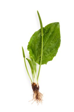 İzole kökleri ile sağlıklı büyük muz. 