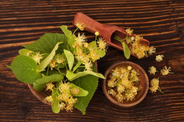 hojas y flores de tilo