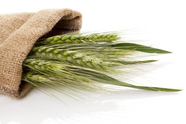 Çuval bezi çanta içinde yeşil arpa.