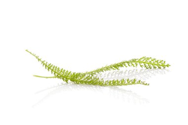 Yerel civanperçemi kır çiçeği yaprakları.