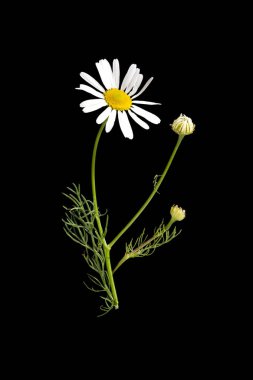 Matricaria chamomilla medical flower