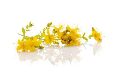 St John's Wort bir dalı.