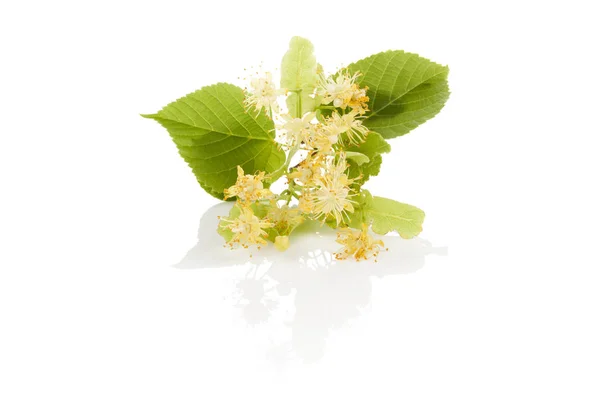 Gren av lindblomma. — Stockfoto