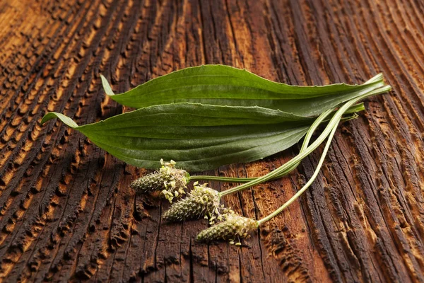 Healthy Green Ribwort plantain — Stock Photo, Image