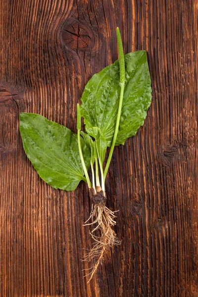 Hojas de plátano saludables — Foto de Stock