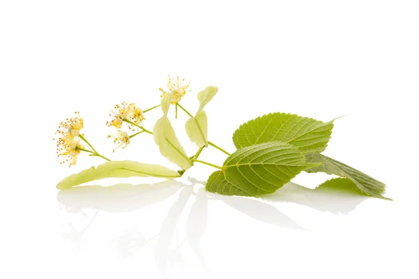 Flores de tilo con hojas aisladas . —  Fotos de Stock