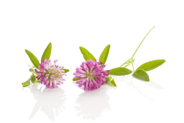 Klee- oder Kleeblatt-Blume isoliert. — Stockfoto