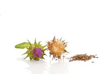 Taze ve kurutulmuş süt Thistle çiçek tohumları ile.