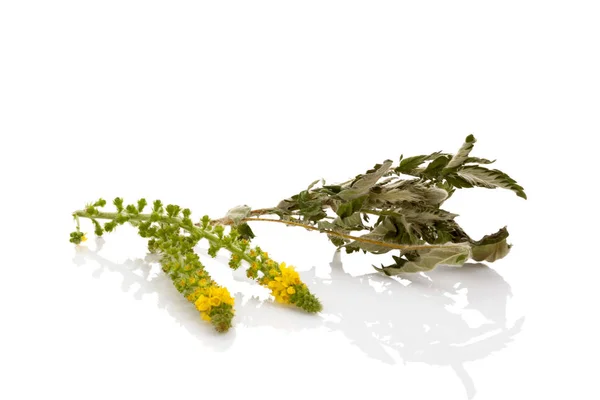 Flor de agrimonia común con hojas secas — Foto de Stock