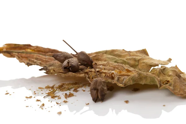 Sušených tabákových listů s semena tabáku. — Stock fotografie