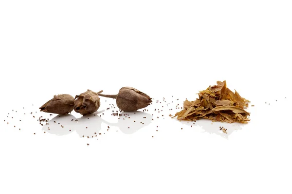 Nasiona tytoniu suche — Zdjęcie stockowe
