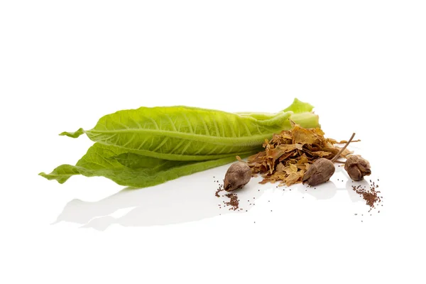 Čerstvé tabákových listů s sušených listů a semen — Stock fotografie