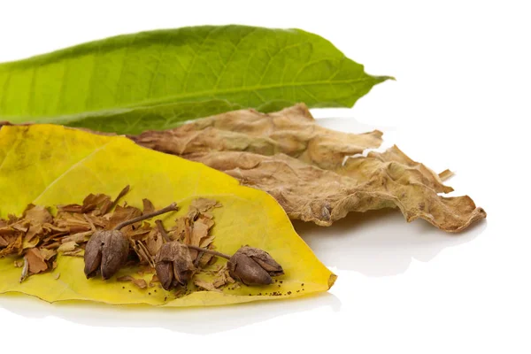 Tobacco blossom with dried and fresh tobacco leaves — Stock Photo, Image