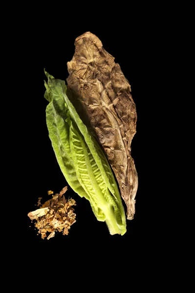 Fresh and dried tobacco leaves. — Stock Photo, Image