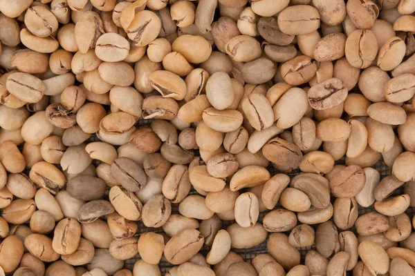 Unroasted coffee beans drying. Stock Picture