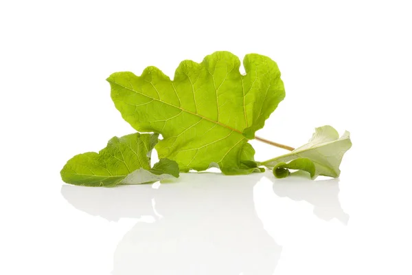 Friska större kardborre blad. — Stockfoto